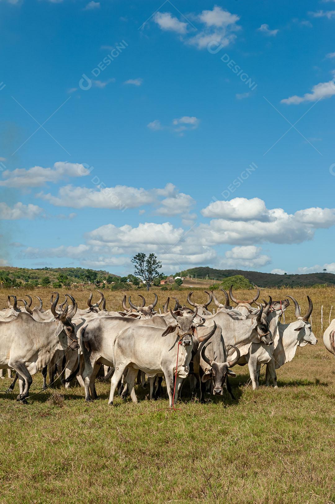 Foto Gado No Campo 16 Imagem JPG
