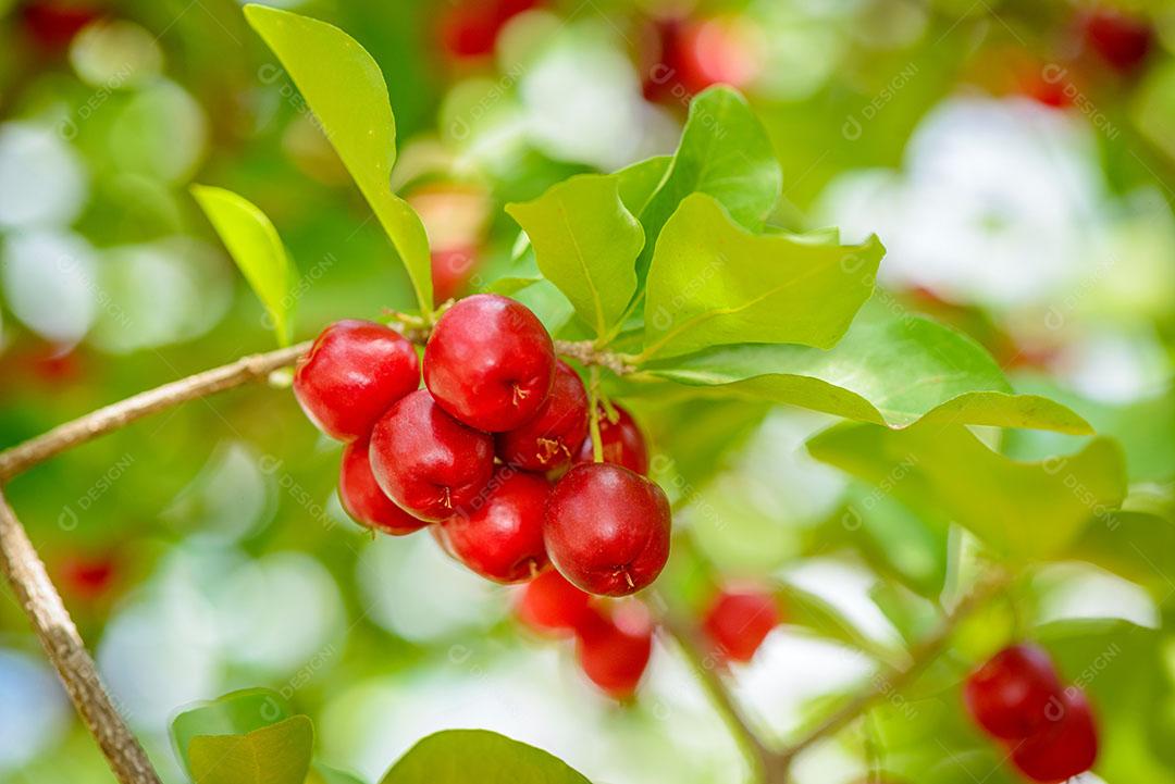 Acerola Madura 1 Imagem JPG