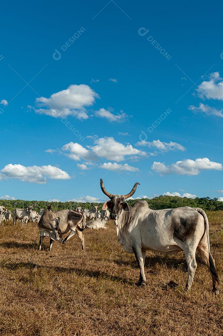 Pecuária. Gado Campo Em Alagoinha Estado da Paraíba Imagem JPG