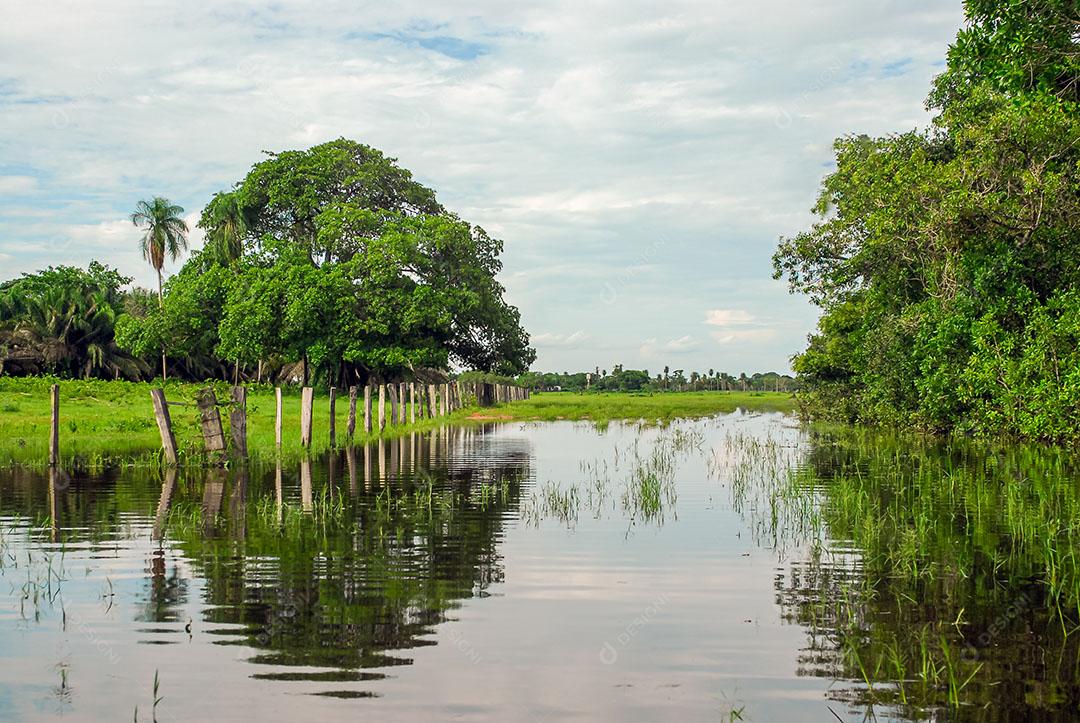 Árvores Área Úmida Estação Chuvosa Pantanal Mato Grosso Imagem JPG