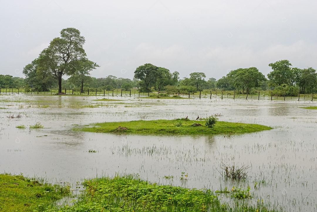 Árvores Área Úmida Estação Chuvosa Pantanal Mato Grosso Imagem JPG