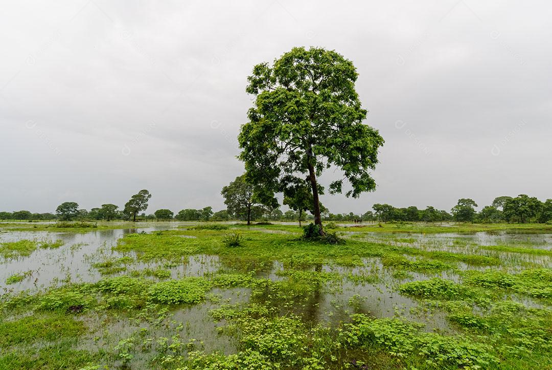 Árvores Área Úmida Estação Chuvosa Pantanal Mato Grosso Imagem JPG