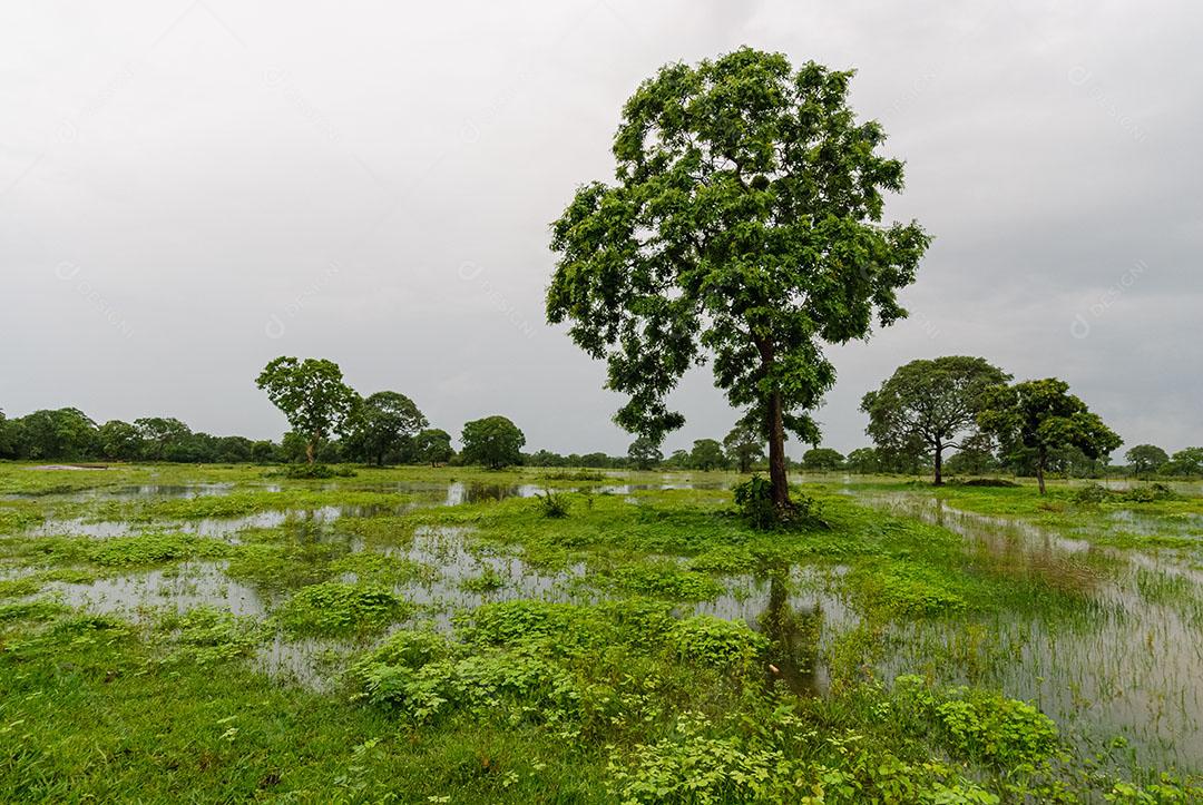 Árvores Área Úmida Estação Chuvosa Pantanal Mato Grosso Imagem JPG