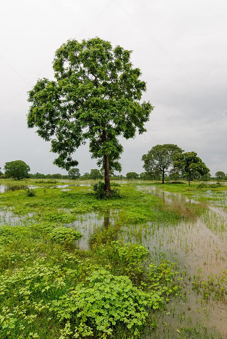 Árvores Área Úmida Estação Chuvosa Pantanal Mato Grosso Imagem JPG