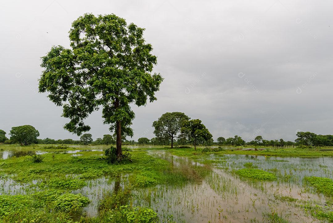 Árvores Área Úmida Estação Chuvosa Pantanal Mato Grosso Imagem JPG