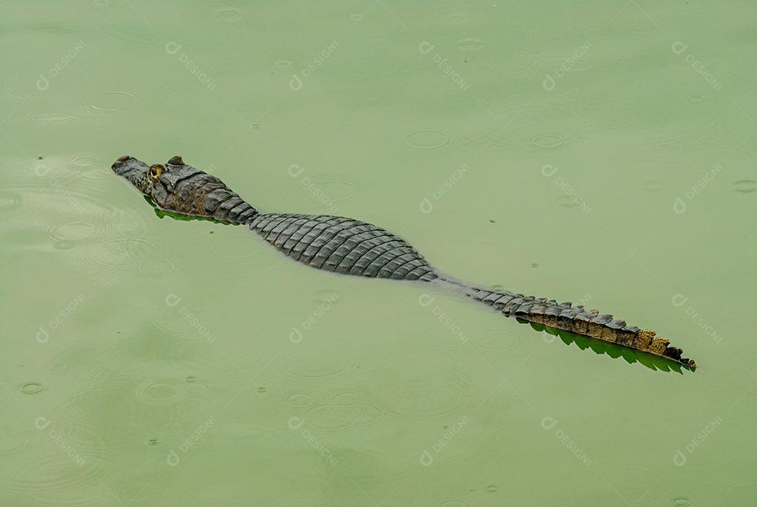 Jacaré Descansando Em Uma Área Úmida no Pantanal Imagem JPG