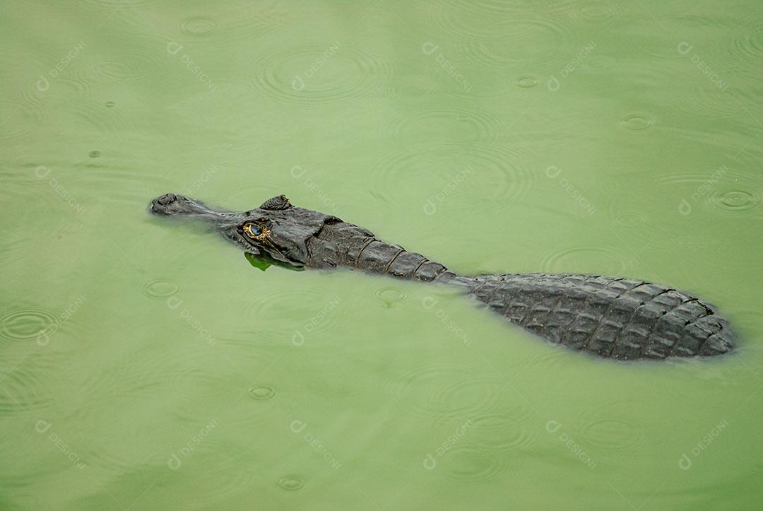 Jacaré Descansando Em Uma Área Úmida no Pantanal Imagem JPG