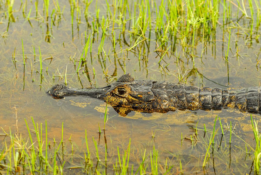 Jacaré Descansando Em Uma Área Úmida no Pantanal Imagem JPG