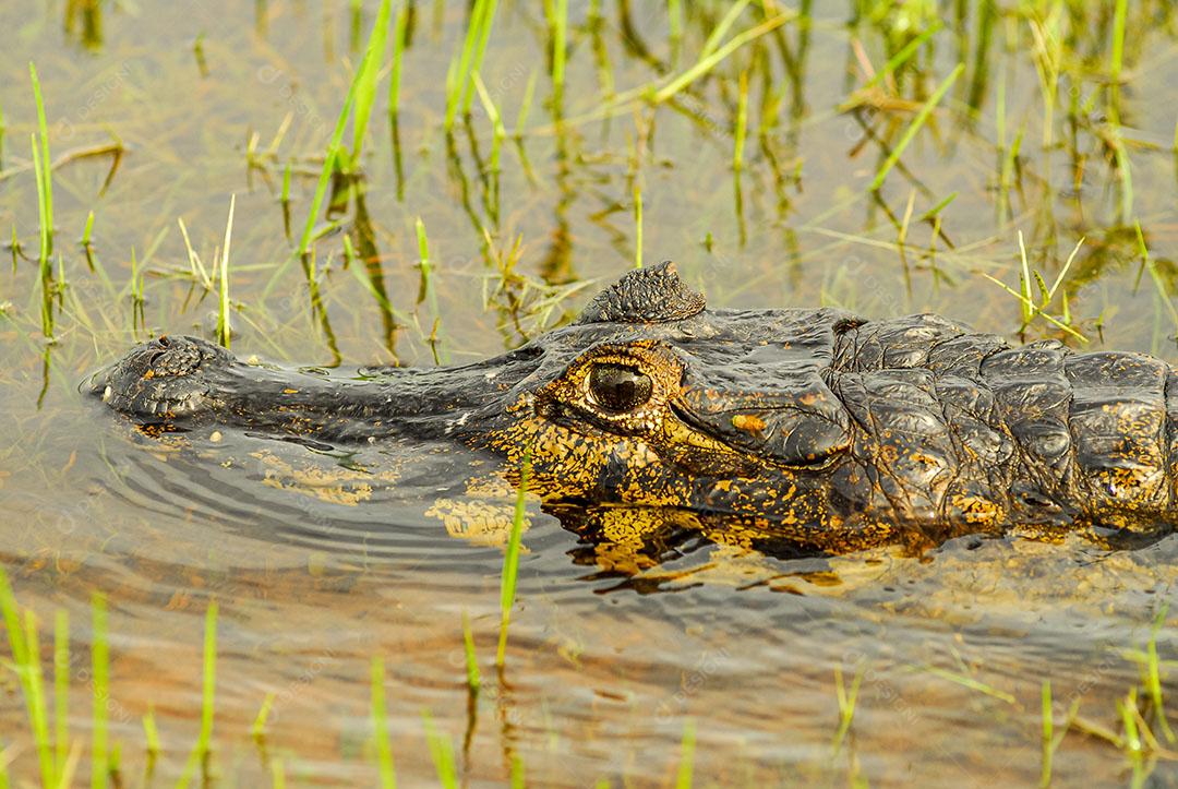 Jacaré Descansando Em Uma Área Úmida no Pantanal Imagem JPG