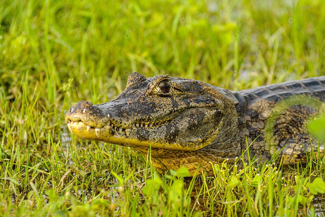 Jacaré Descansando Em Uma Área Úmida no Pantanal Imagem JPG