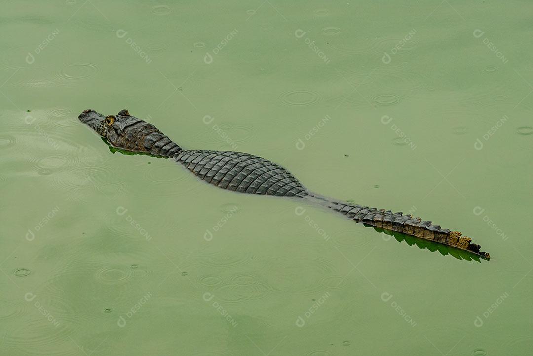 Foto Jacaré Descansando Úmida Margens Animal Selvagem Imagem JPG