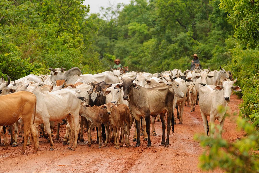 Foto Gado Sendo Removido Escapar Áreas Úmidas Imagem JPG