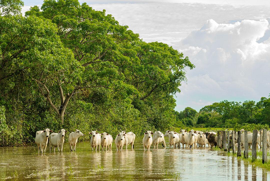Foto Gado Sendo Removido Escapar Áreas Úmidas Imagem JPG