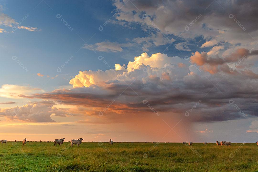Foto Bonito Mato Grosso do Sul Prado Com Céu Cheio de Nuvens Luz do Sol Imagem JPG