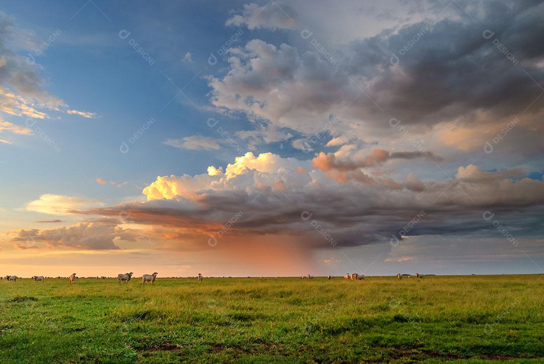 Foto Bonito Mato Grosso do Sul Prado Com Céu Cheio de Nuvens Luz do Sol Imagem JPG