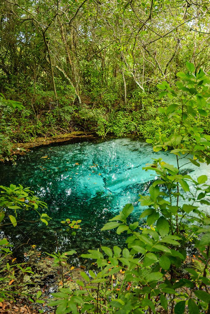 Foto Nascente do Rio Águas Cristalinas Floresta Árvores Plantas Imagem JPG