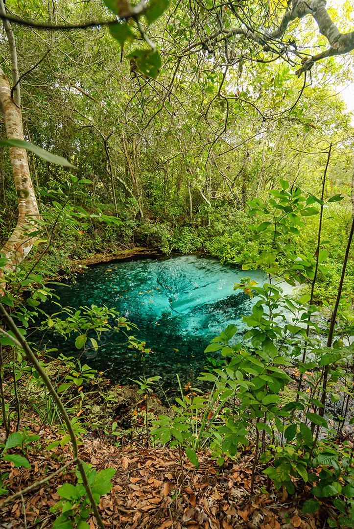 Foto Nascente do Rio Águas Cristalinas Floresta Árvores Plantas Imagem JPG