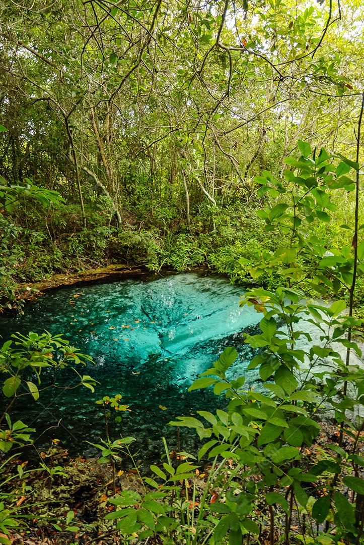 Foto Nascente do Rio Águas Cristalinas Floresta Árvores Plantas Imagem JPG