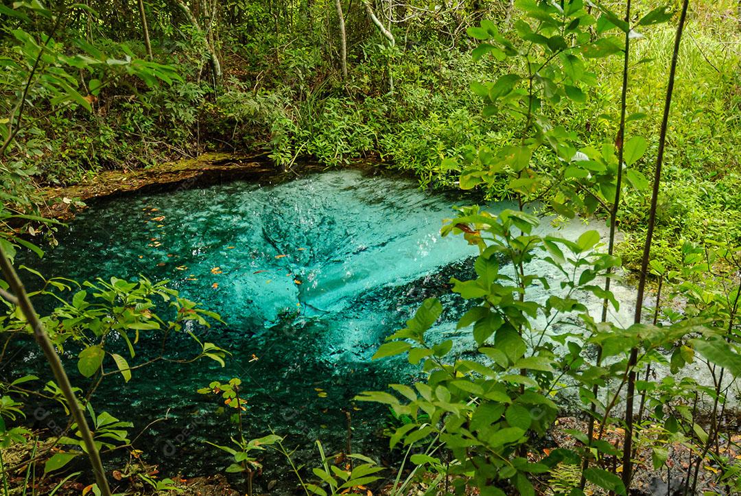 Foto Nascente do Rio Águas Cristalinas Floresta Árvores Plantas Imagem JPG