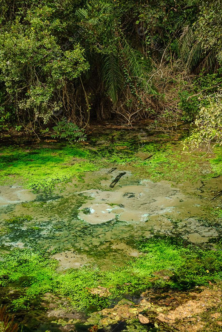 Foto Nascente do Rio Águas Cristalinas Floresta Árvores Plantas Imagem JPG