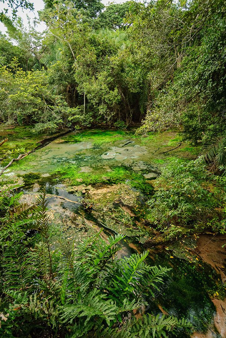 Foto Nascente do Rio Águas Cristalinas Floresta Árvores Plantas Imagem JPG
