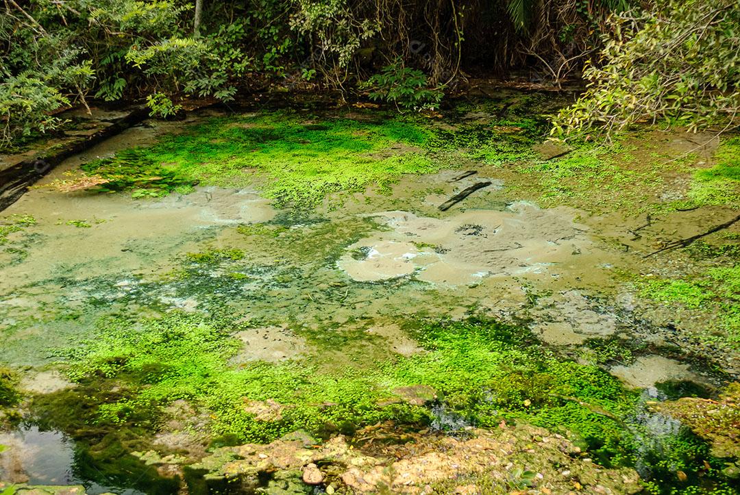 Foto Nascente do Rio Águas Cristalinas Floresta Árvores Plantas Imagem JPG