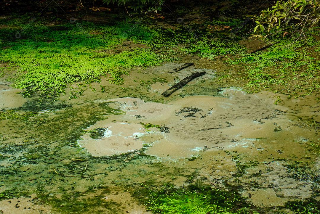 Foto Nascente do Rio Águas Cristalinas Floresta Árvores Plantas Imagem JPG