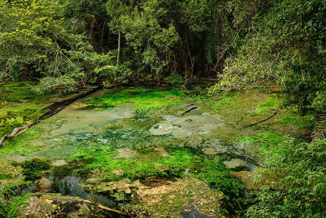 Foto Nascente do Rio Águas Cristalinas Floresta Árvores Plantas Imagem JPG