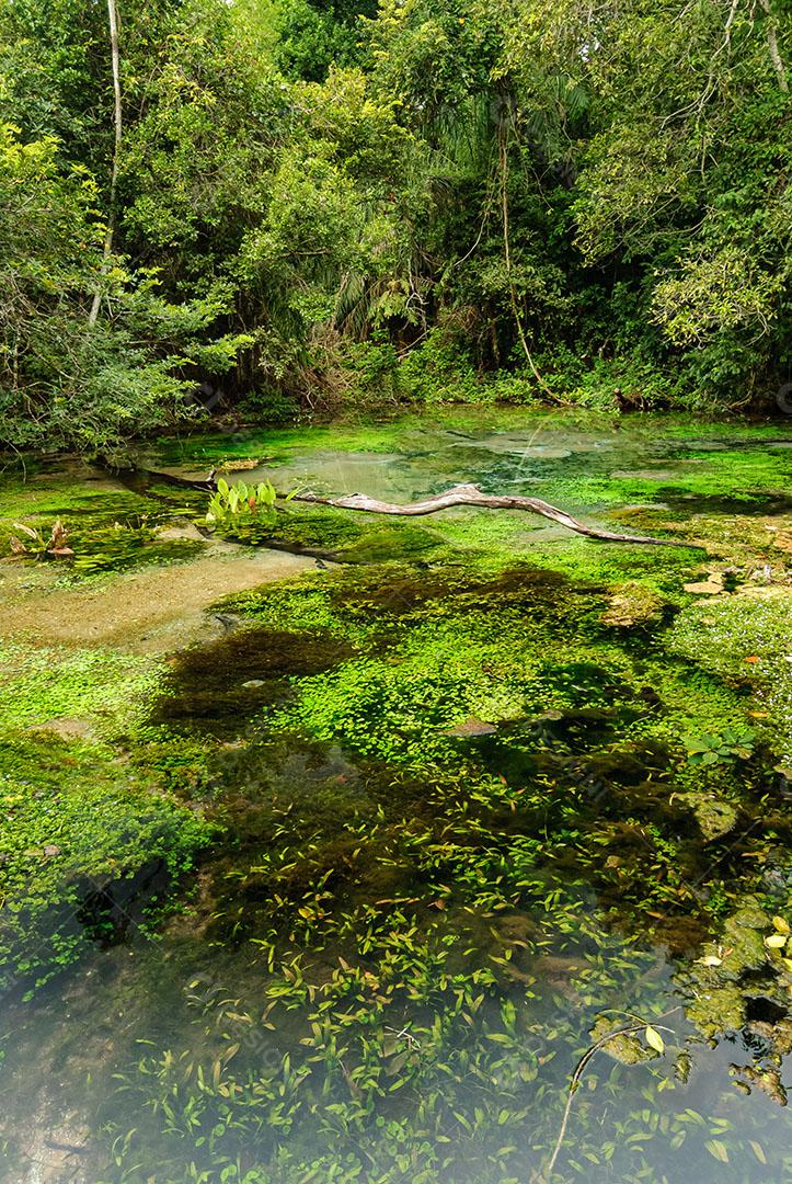 Nascente Águas Claras Meio Floresta Tropical Árvores Plantas Aquáticas Imagem JPG