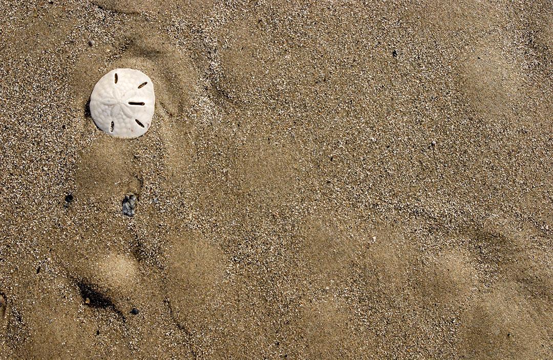 Estrela do Mar na Areia da Praia Imagem jpg