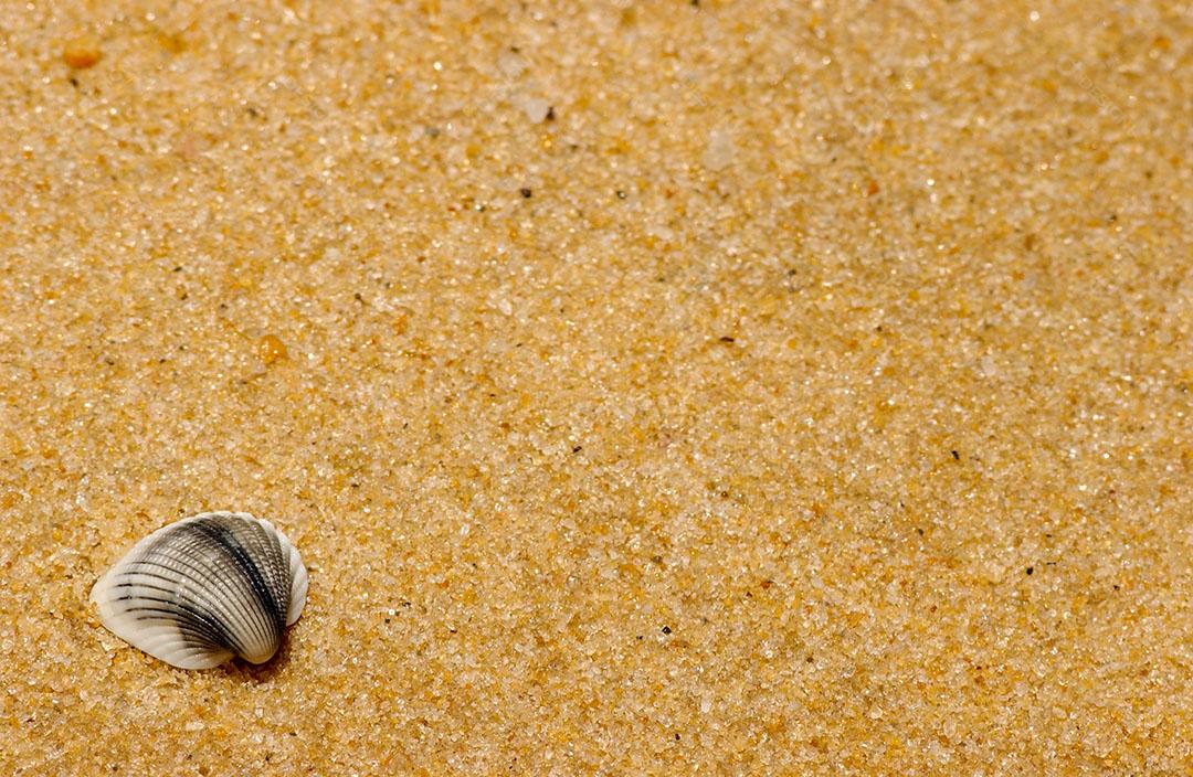 Concha do Mar na areia da Praia Imagem jpg