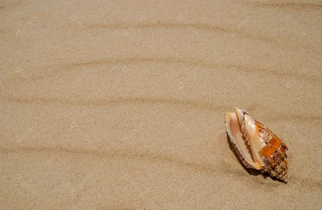 Concha do Mar na areia da Praia Imagem jpg