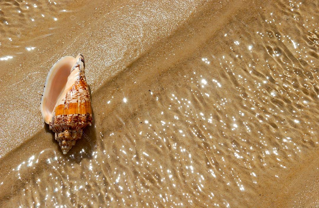 Concha do Mar na areia da Praia Imagem jpg