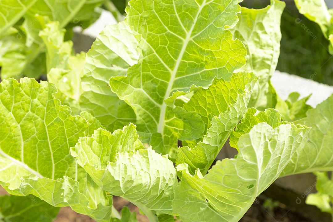 Plantação De Repolho Imagem jpg