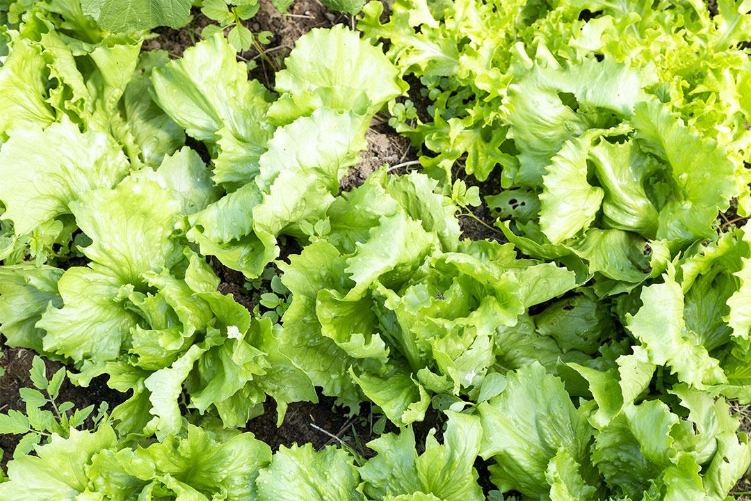 Horta Com plantação de Alface Imagem jpg