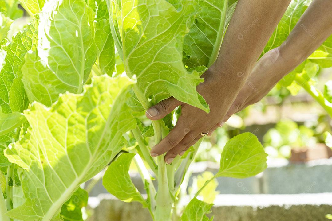 Segurando uma Planta de Repolho na horta Imagem jpg
