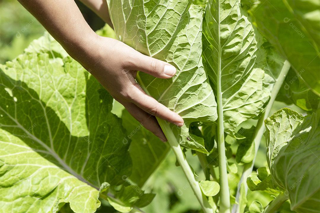 Repolho na horta Imagem jpg