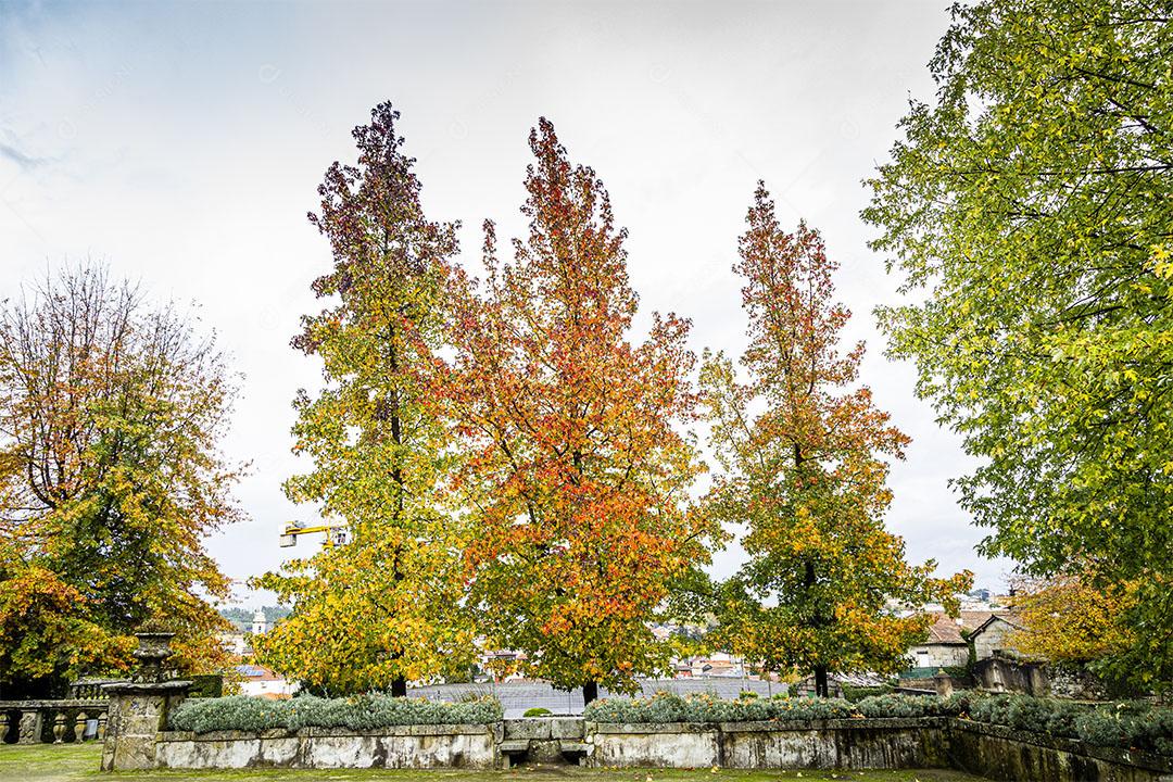 Árvores com as Cores do Outono Imagem jpg