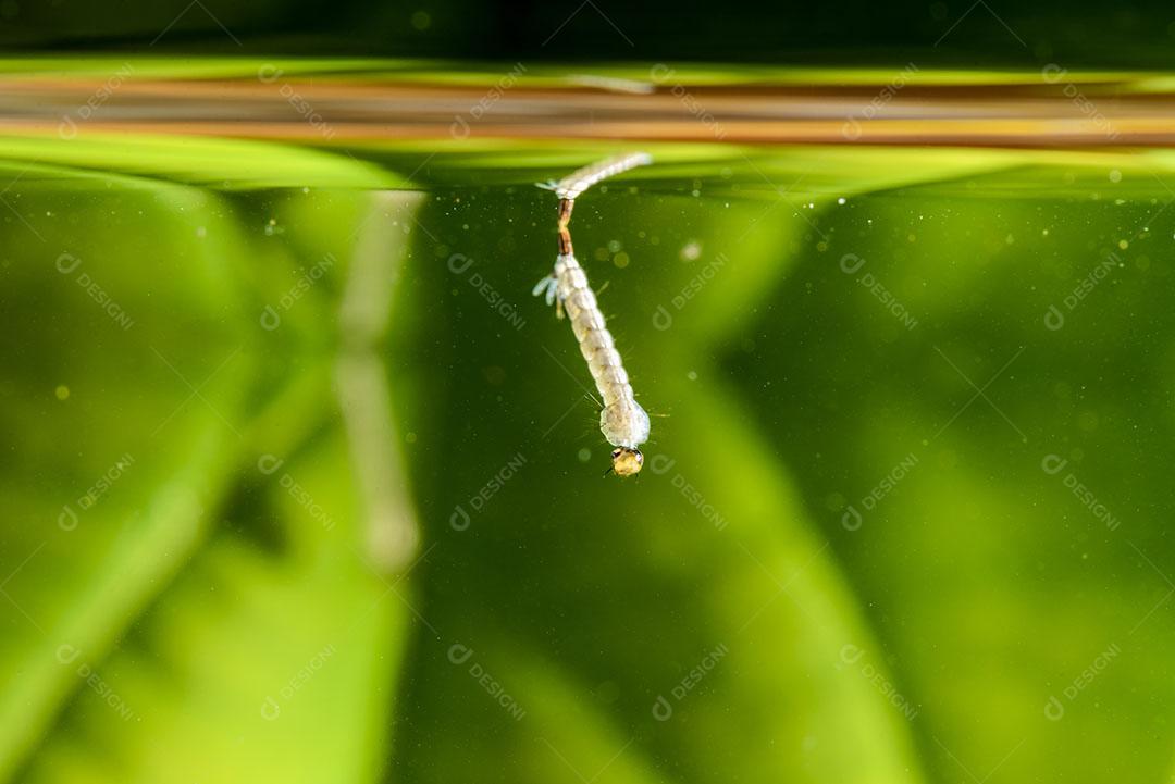 Larvas de Mosquito Larvas Dengue Vírus Chikungunya Transmissor Vírus Zika Imagem JPG