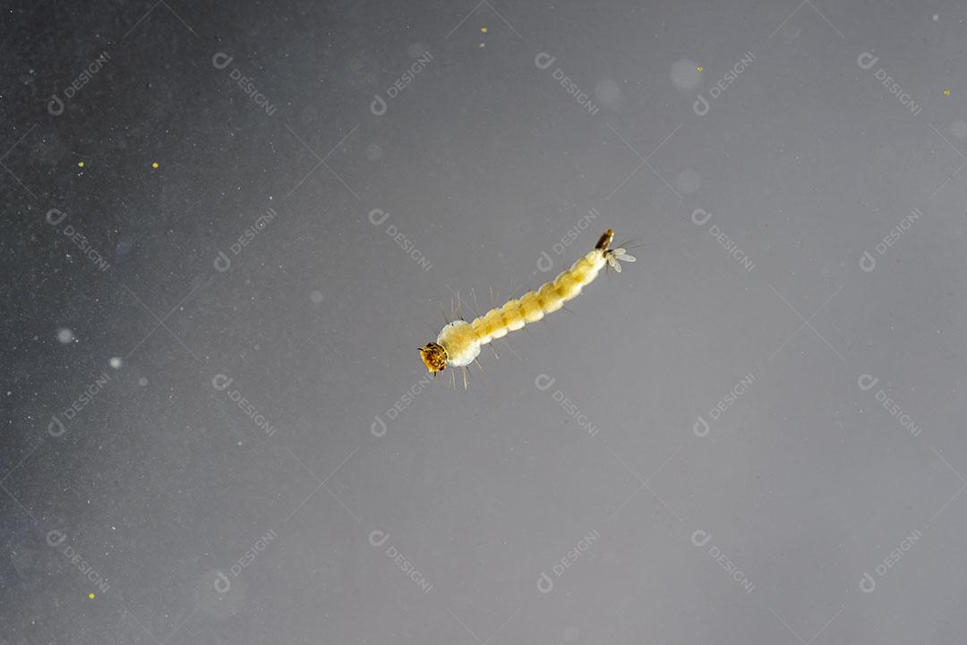 Larvas de Mosquito Larvas Dengue Vírus Chikungunya Transmissor Vírus Zika Imagem JPG