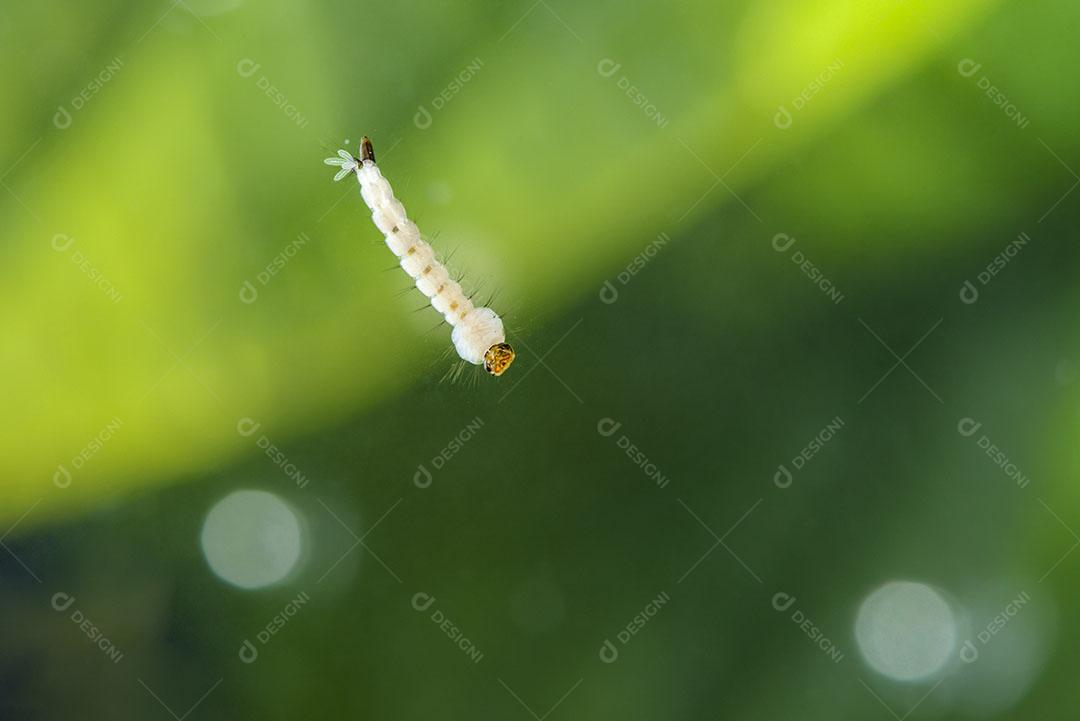 Larvas de Mosquito Larvas Dengue Vírus Chikungunya Transmissor Vírus Zika Imagem JPG