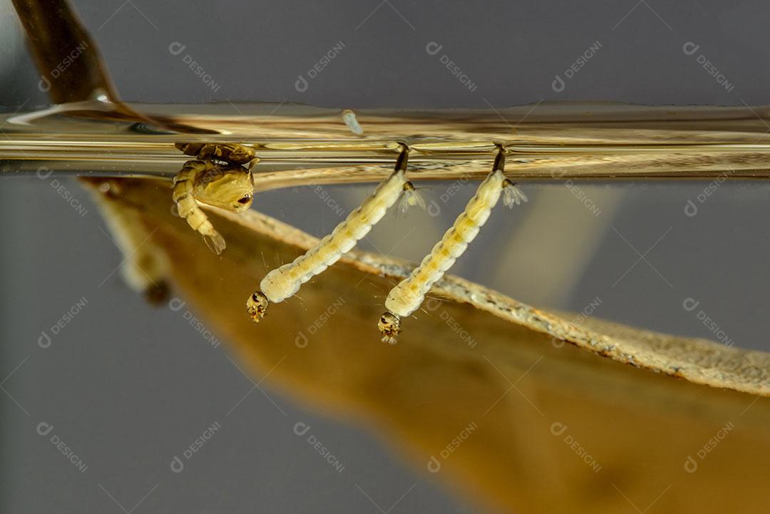 Larvas de Mosquito Larvas Dengue Vírus Chikungunya Transmissor Vírus Zika Imagem JPG