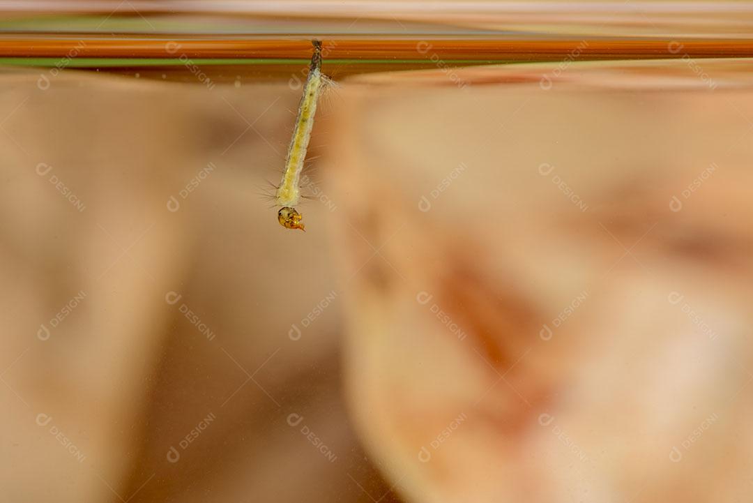 Foto Larvas Mosquito Mosquito Aedes Aegypti Dengue Vírus Chikungunya Imagem JPG