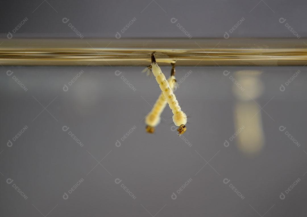 Foto Larvas Mosquito Mosquito Aedes Aegypti Dengue Vírus Chikungunya Imagem JPG