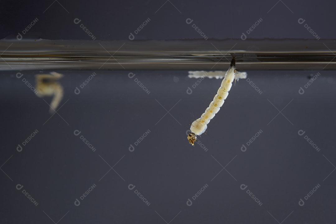 Foto Larvas Mosquito Mosquito Aedes Aegypti Dengue Vírus Chikungunya Imagem JPG