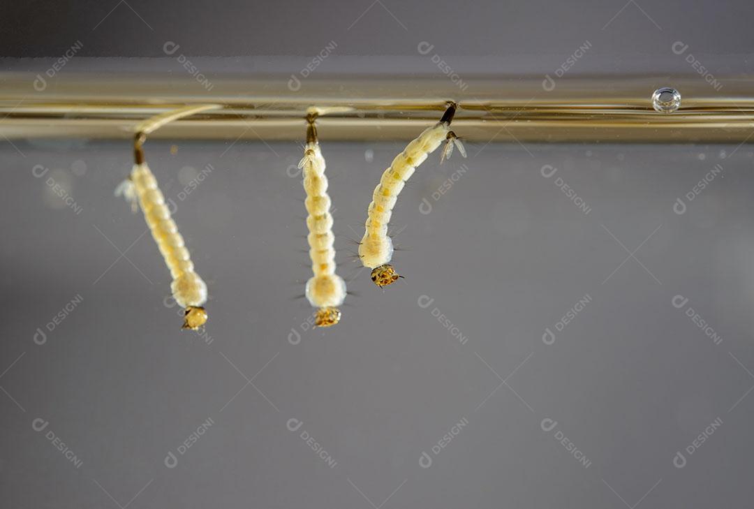 Foto Larvas Mosquito Mosquito Aedes Aegypti Dengue Vírus Chikungunya Imagem JPG