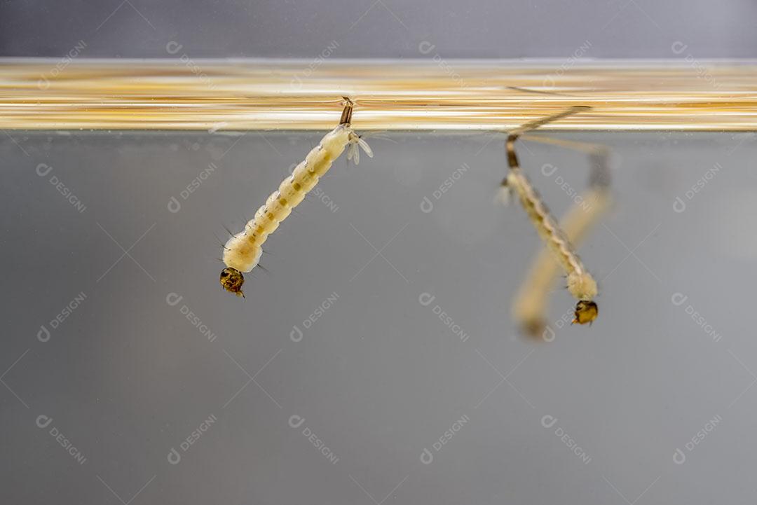 Foto Larvas Mosquito Mosquito Aedes Aegypti Dengue Vírus Chikungunya Imagem JPG