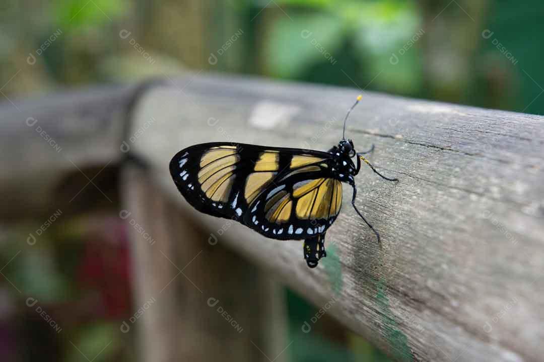 Borboleta Amarela Com Preto Em Cima De Tabua Imagem JPG