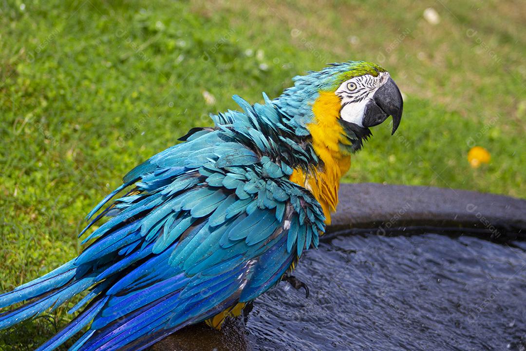 Animal Aves Passaros Arara Imagem JPG