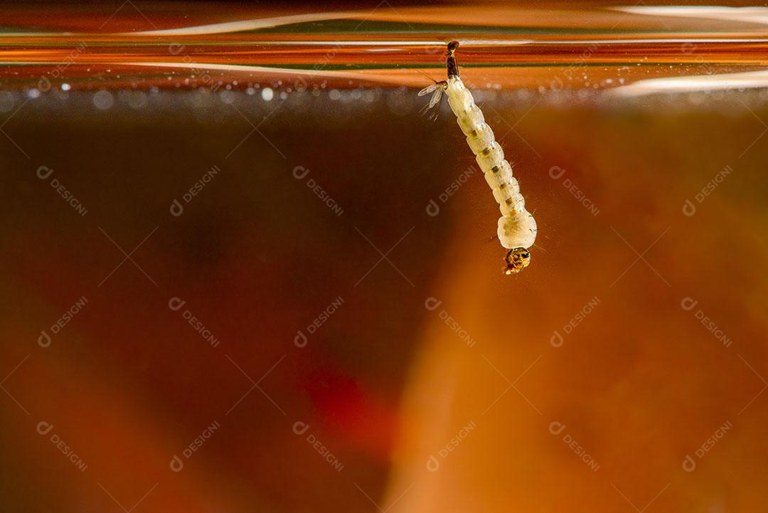 Foto Larvas Mosquito Mosquito Aedes Aegypti Dengue Vírus Chikungunya Imagem JPG